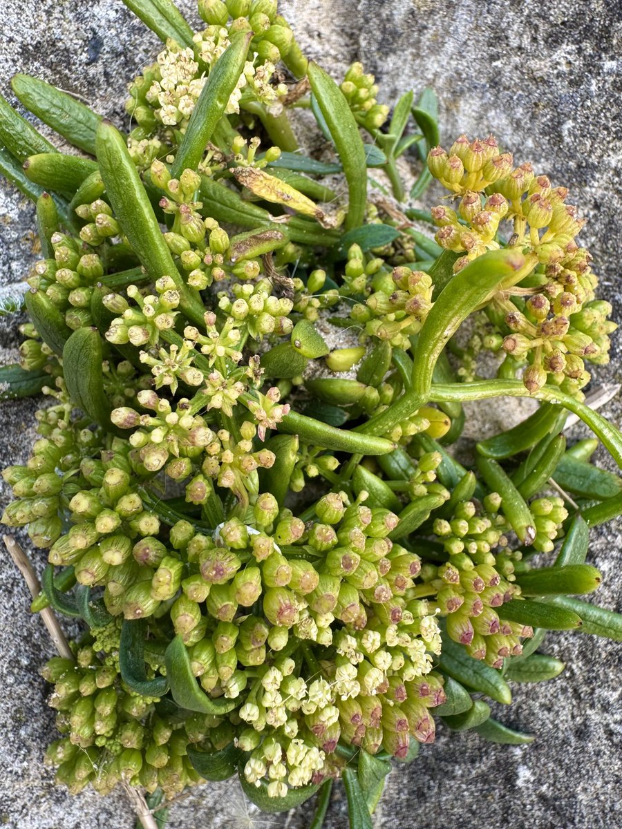 lancsgp's tweet image. Rock Samphire (Crithmum maritimum)
#Angelsey
#seedheads #wildflowerhour @bsbibotany