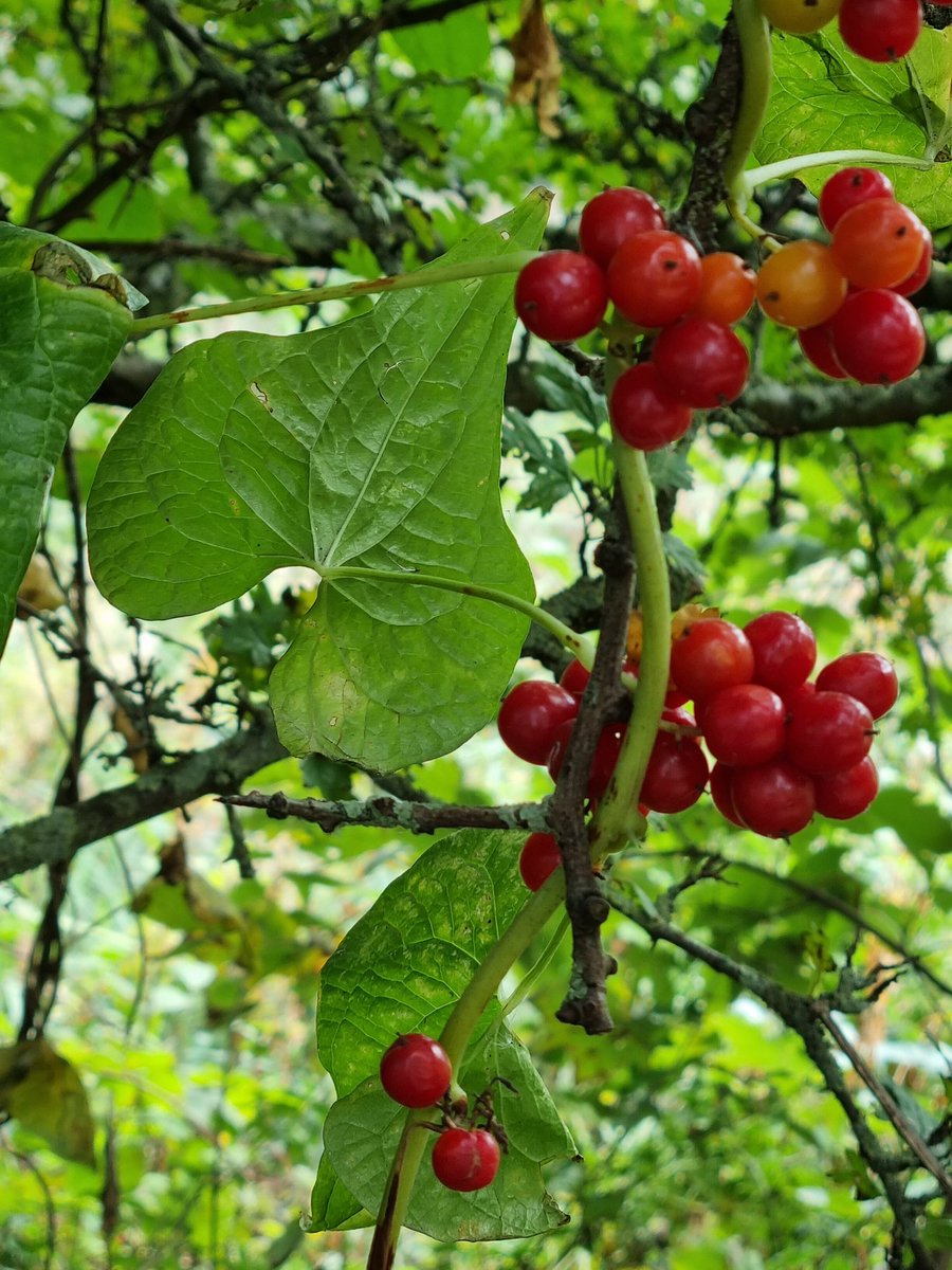 Sort of #seed heads. Black bryony (Cwlwm y coed and many other names, Tamus communis). Climbing in hedges &amp; woodland edges, only member of the yam family (Dioscoreaceae) among plants native to the British Isles. <a href="/PSRiverPark/">PS River Park</a> <a href="/wildflower_hour/">wildflowerhour</a> #Wirral #Merseyside