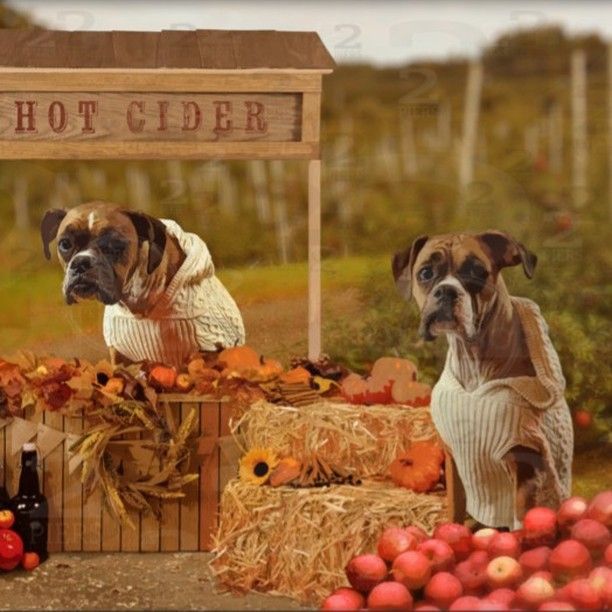 Two_Piers's tweet image. Happy Fall Y'all! 

Gabbie and Gertie welcome the autumn season with hot apple cider and puppy snuggles.

liskabora.com/product/hot-ap…

#boxerdogart #autumnboxerdogs #hotciderstand #hotapplecider #autumnanddogs #autumndogart #applecider