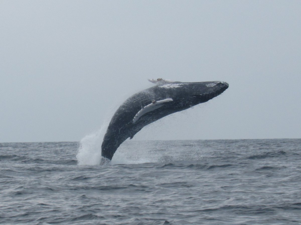 NatureLearn1's tweet photo. What a privilege to be out in Donegal Bay today and see this breaching Humpback. Also hundreds of Great and Sooty Shearwaters. The Common Seal was at the dock in Killybegs to see us off and welcome us back. All photos taken by Molly. https://t.co/6qK1J44raC