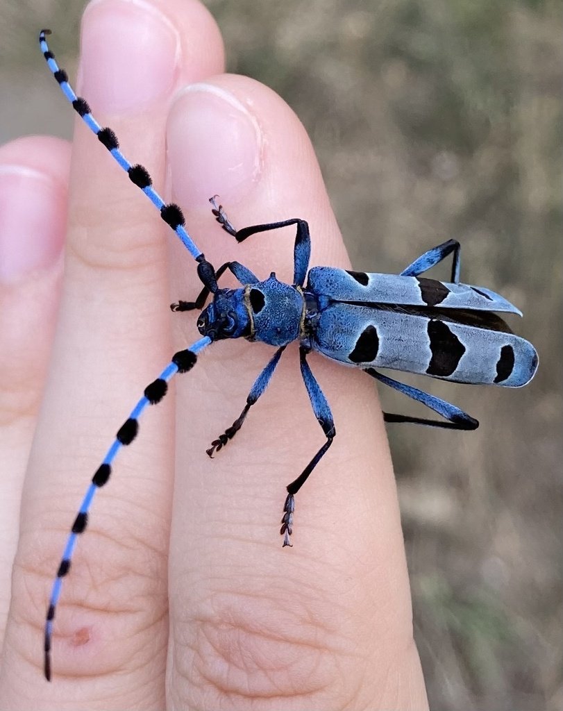 Rosalia alpina (F. Cerambycidae) és, probablement, un dels escarabats més ✨bonics✨ que podem trobar a la península ibèrica. La seva distribució està lligada a la presència de fagedes madures amb fusta morta 🪵, de la qual s'alimenten les seves larves.

📷 kyselinasirova