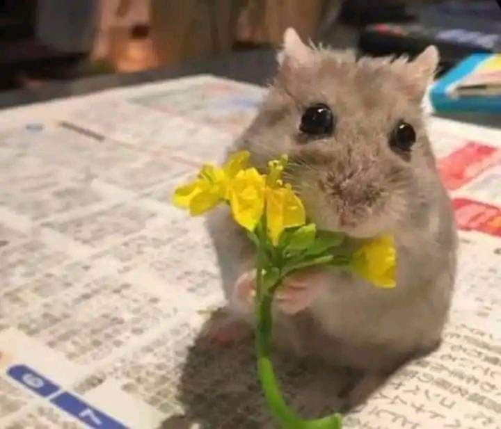 acFandom_'s tweet photo. @AguCasanova_ Al finnnnnn vaaaamoooo, toma, una florcita https://t.co/dUmhjn9DHR