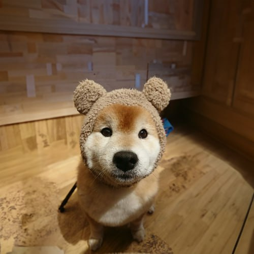 coookie137's tweet photo. $KABA 
Saw some interesting wallets buy the bottom as they keep accumulating.

BLVtBvs65UGa2sCGrSJ4oequP8GNw3VW7CyjSVZ7pump

The dog is cute https://t.co/ttnD3caXYM