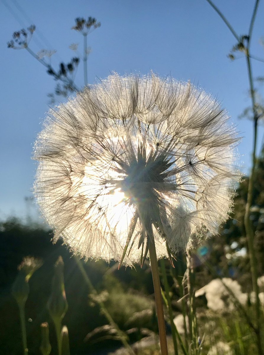StevePa46290725's tweet image. I’ve posted this picture before, but as I couldn’t get out this week, what could be better for #wildflowerhour #seedheads than this beautiful Goatsbeard. @wildflower_hour