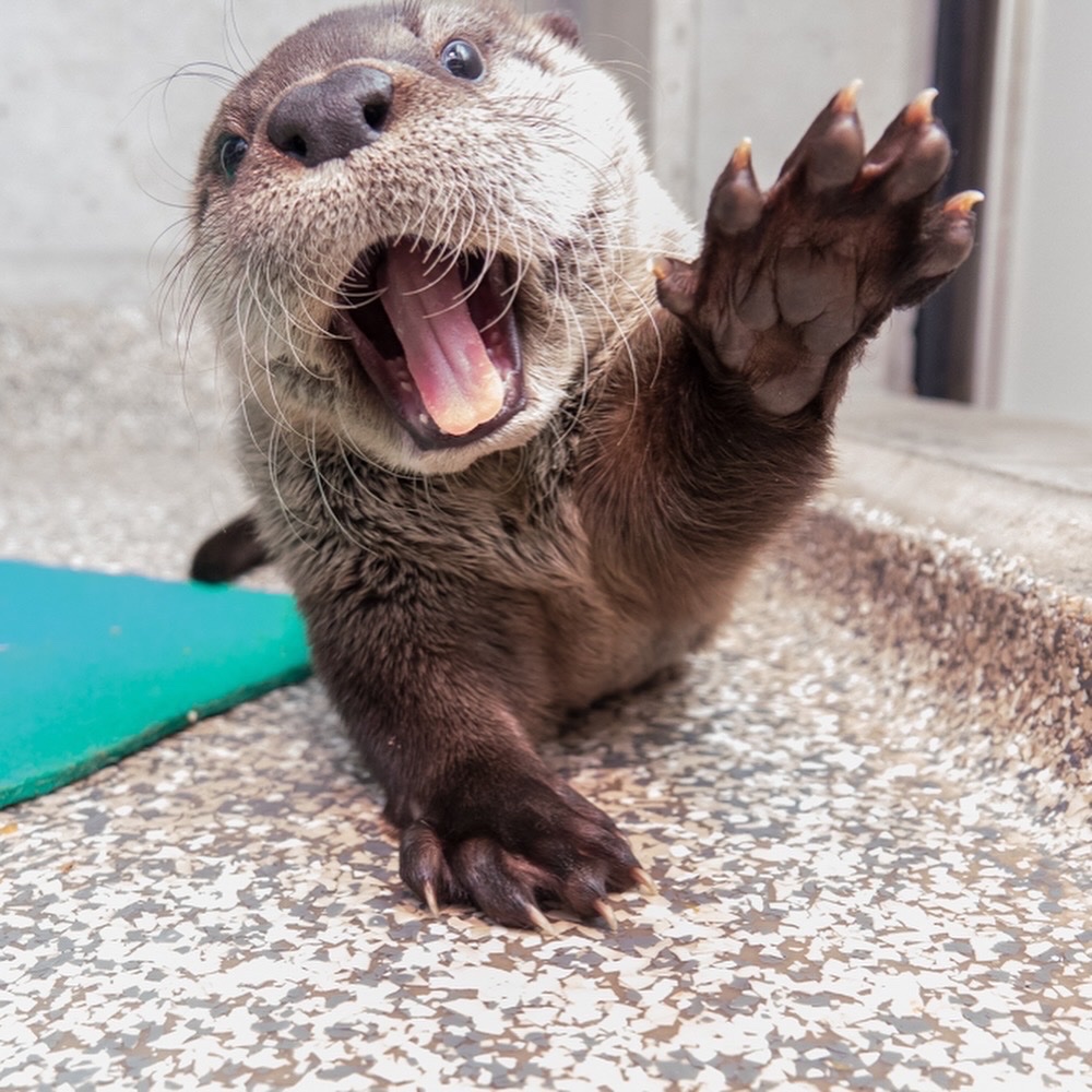 OregonZoo's tweet photo. Happy Ottumn! 🍁 https://t.co/9uguwI65a0
