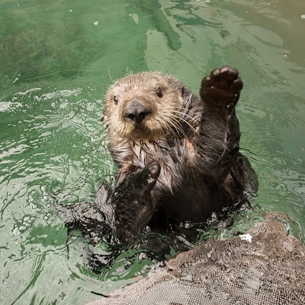 OregonZoo's tweet photo. Happy Ottumn! 🍁 https://t.co/9uguwI65a0