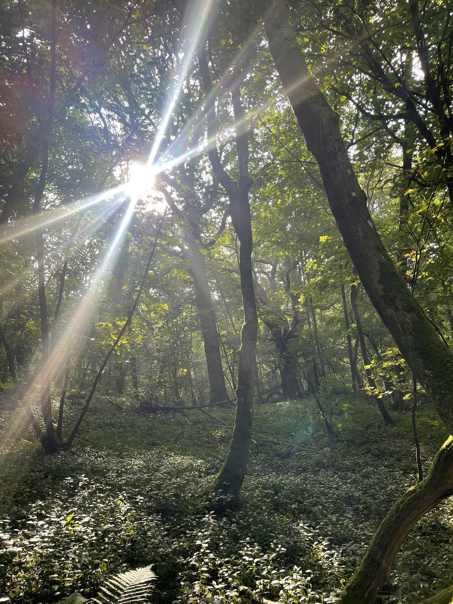 Lucy Beese (@beeselucy) on Twitter photo A very wet and windy walk around Wytham with <a href="/AliceRosen/">Alice Rosen</a> collecting dendrometer and microclimate sensor data 🌳 A very wet and windy walk around Wytham with <a href="/AliceRosen/">Alice Rosen</a> collecting dendrometer and microclimate sensor data 🌳