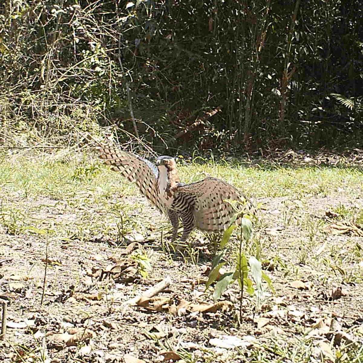 Weeks away from starting my PhD I’m super happy to see this paper published. “Sunning behavior of five Accipitridae species in the Peruvian Amazon rainforest” is out now! <a href="/WilsonOrnithSoc/">Wilson Ornith Soc</a> Check it out here: rb.gy/vwxuyd