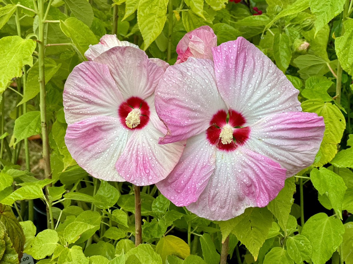 Hibiscus moscheutos 'Luna Pink Swirl' on the <a href="/MillwoodPlants/">Millwood Plants</a> stall today. Very colourful!