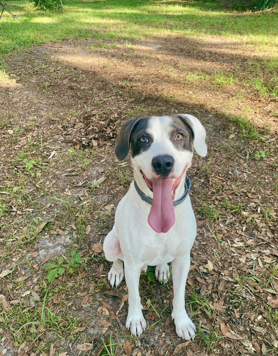Tallahassee peeps, a friend of ours is looking for someone to help foster Cooper before he has to be sent back to shelter on 9/28. 1.5 years old, neutered, up-to-date on vaccines and crate trained/housebroken. If interested shoot a DM and can connect with current foster family
