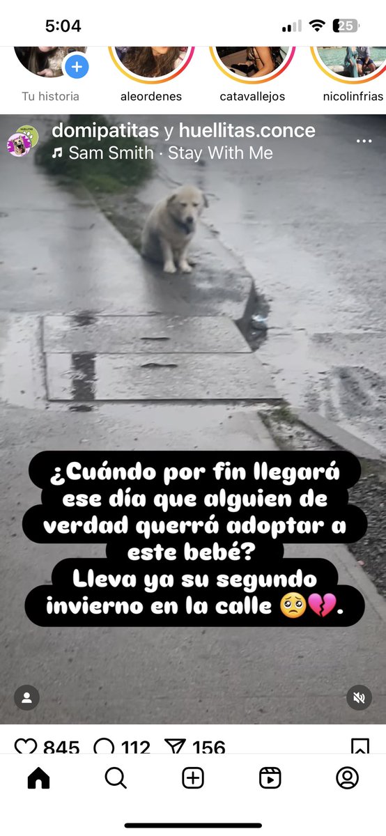 Atención gente de #concepcion como alguien no va a querer adoptar a este bebé hermoso !! Ayudemos q que no viva más en la calle rt