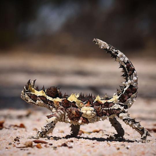worldnational2's tweet photo. Thorny Devil, Australia's neatest looking lizard... in my humble opinion of course 🙂
.
.
.
#reptilesofinstagram #aussiereptiles #reptile #lizard #naturelovers #naturephotography #nature #ausgeo #abcmyphoto #australiannative #australianwildlife #wildlife #bbcwildlifepotd https://t.co/Ptfl6zueqD