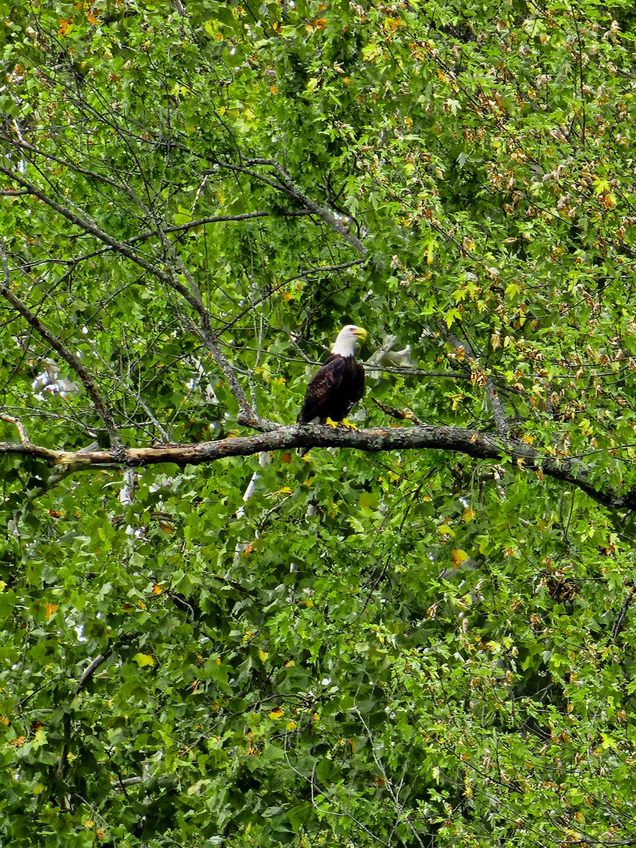 Alexmattt's tweet photo. Super excited to see this fly near us during a photo shoot.  Picture taken in Morrow Ohio. @JohnGumm @Kentuckyweather @KetchmarkWCPO @LM_Athletics @Local12 @WCPO @WLWT @LM_Schools @ohiodnr @WarrenCoOHwx https://t.co/8Yg711lIFZ