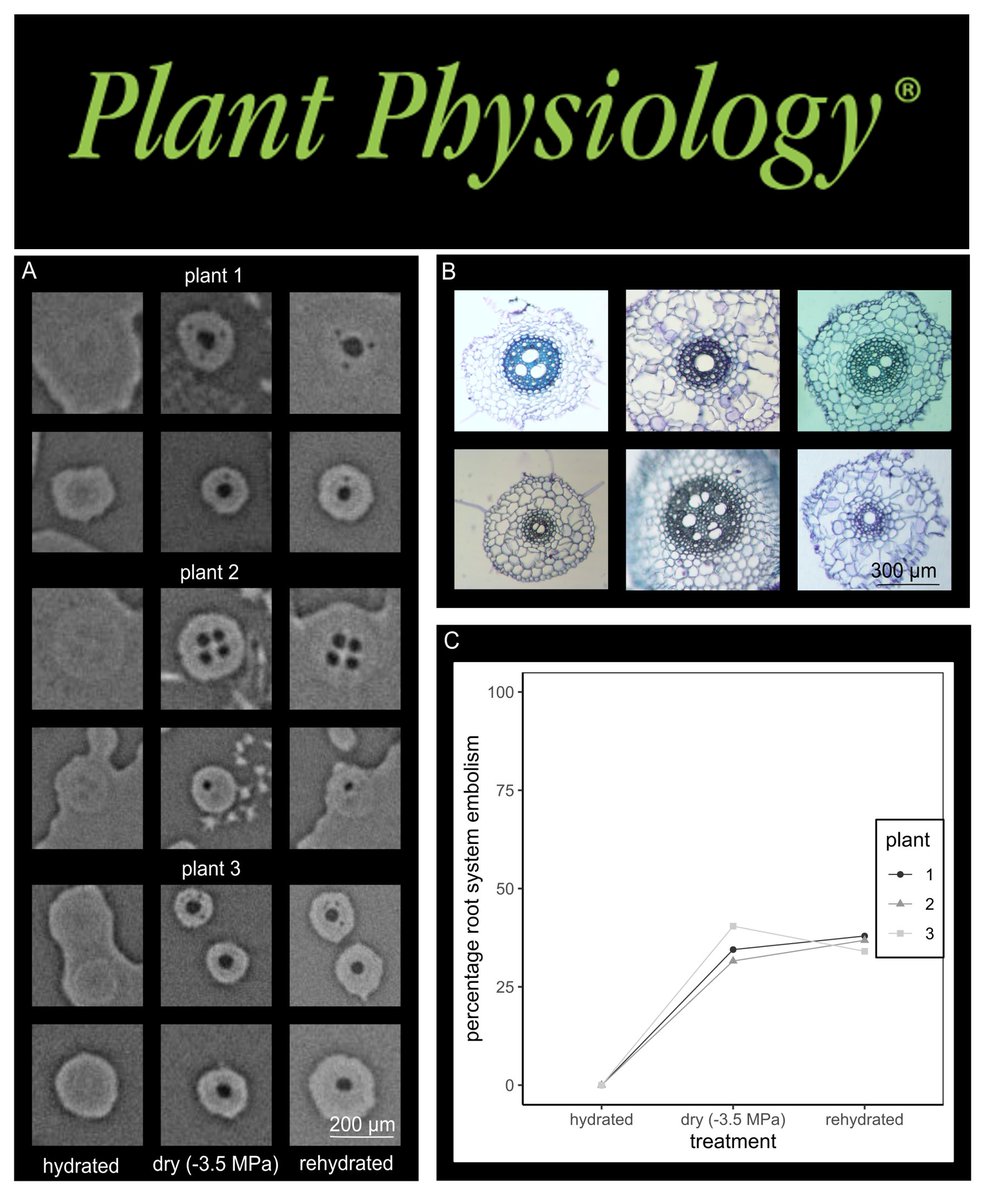 Beatrice Harrison Day tweet media
