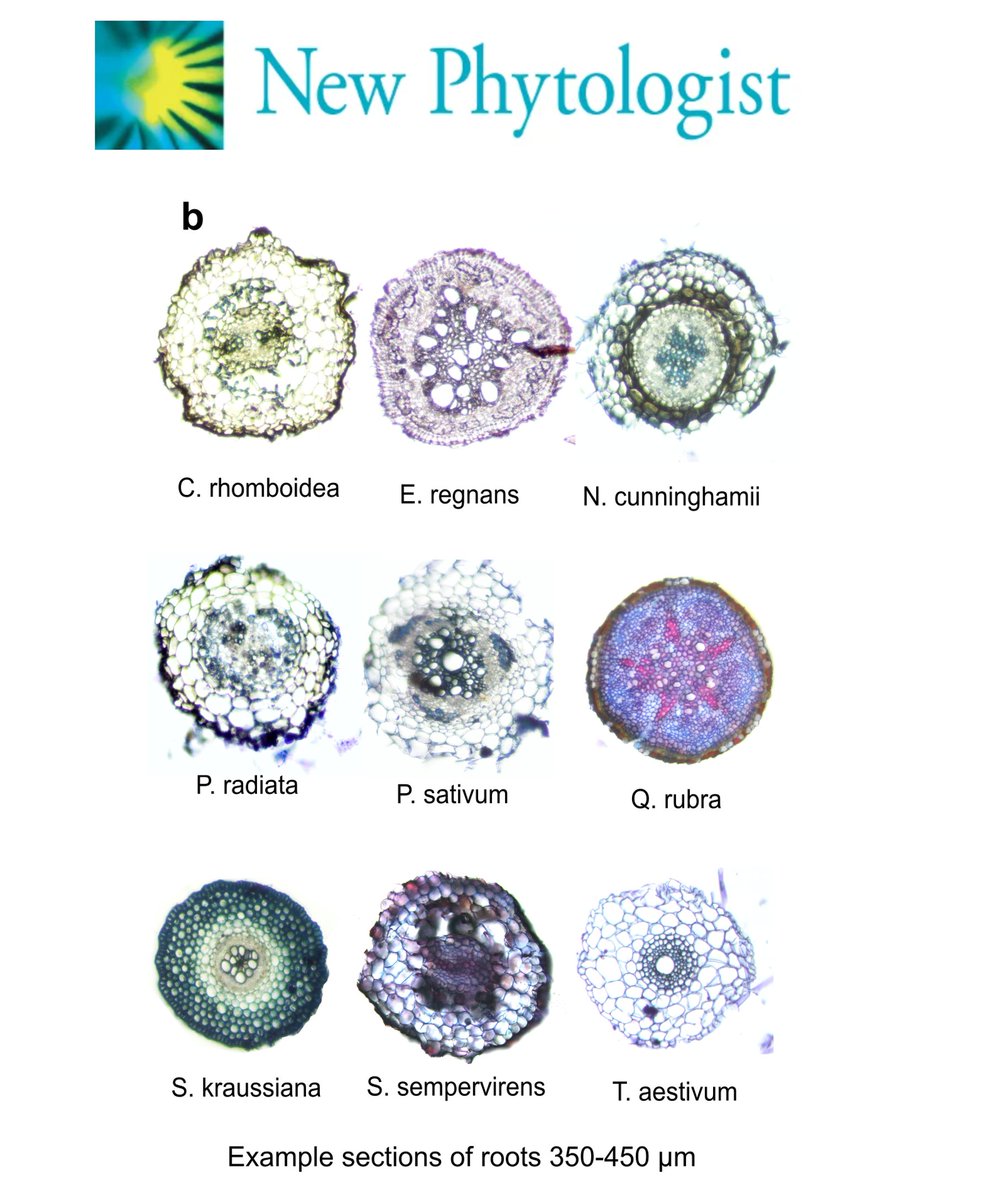 Beatrice Harrison Day (@botanistbea) on Twitter photo I’m very excited to have the final two chapters of my PhD published!! <a href="/NewPhyt/">New Phytologist</a> doi.org/10.1111/nph.20… about fine root xylem embolism resistance to drought. <a href="/PlantPhys/">Plant Physiology</a> doi.org/10.1093/plphys… on the absence of root xylem refilling after drought! <a href="/Brodribb_Lab/">Brodribb Lab</a> <a href="/brodersen_lab/">Brodersen Lab</a> I’m very excited to have the final two chapters of my PhD published!! <a href="/NewPhyt/">New Phytologist</a> doi.org/10.1111/nph.20… about fine root xylem embolism resistance to drought. <a href="/PlantPhys/">Plant Physiology</a> doi.org/10.1093/plphys… on the absence of root xylem refilling after drought! <a href="/Brodribb_Lab/">Brodribb Lab</a> <a href="/brodersen_lab/">Brodersen Lab</a>