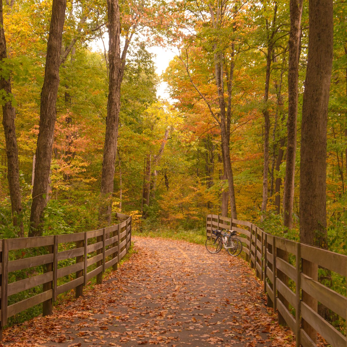 AndySpessard's tweet image. My buddy and I biked 28 miles from Downtown Cbus to Battelle Darby Creek Metro Park today with changing leaves, rainfall, and a Homer Simpson donut. Happy Fall! 🍁🍂🚵‍♂️🍂🍁 #falltime #bikeride #ohio