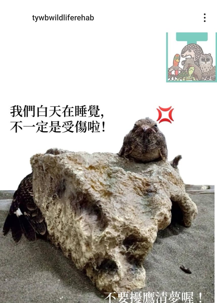 蟒龜Krieg tweet media