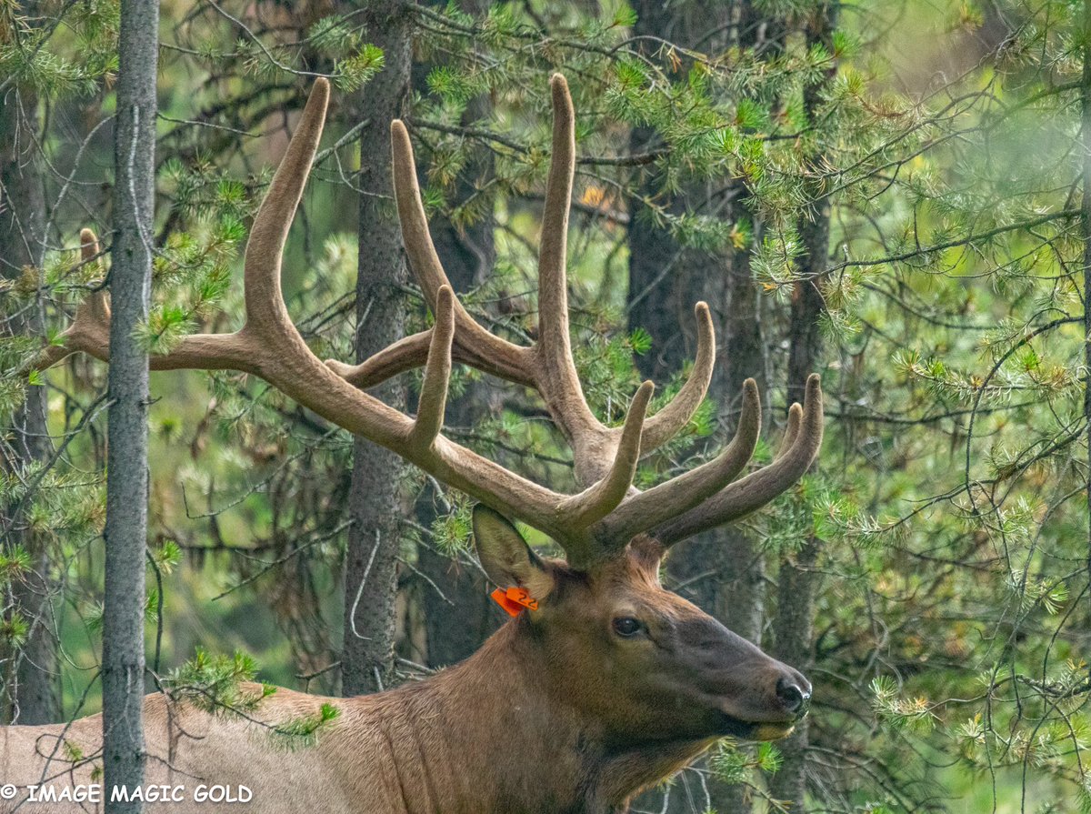 Capt. Cris tweet media