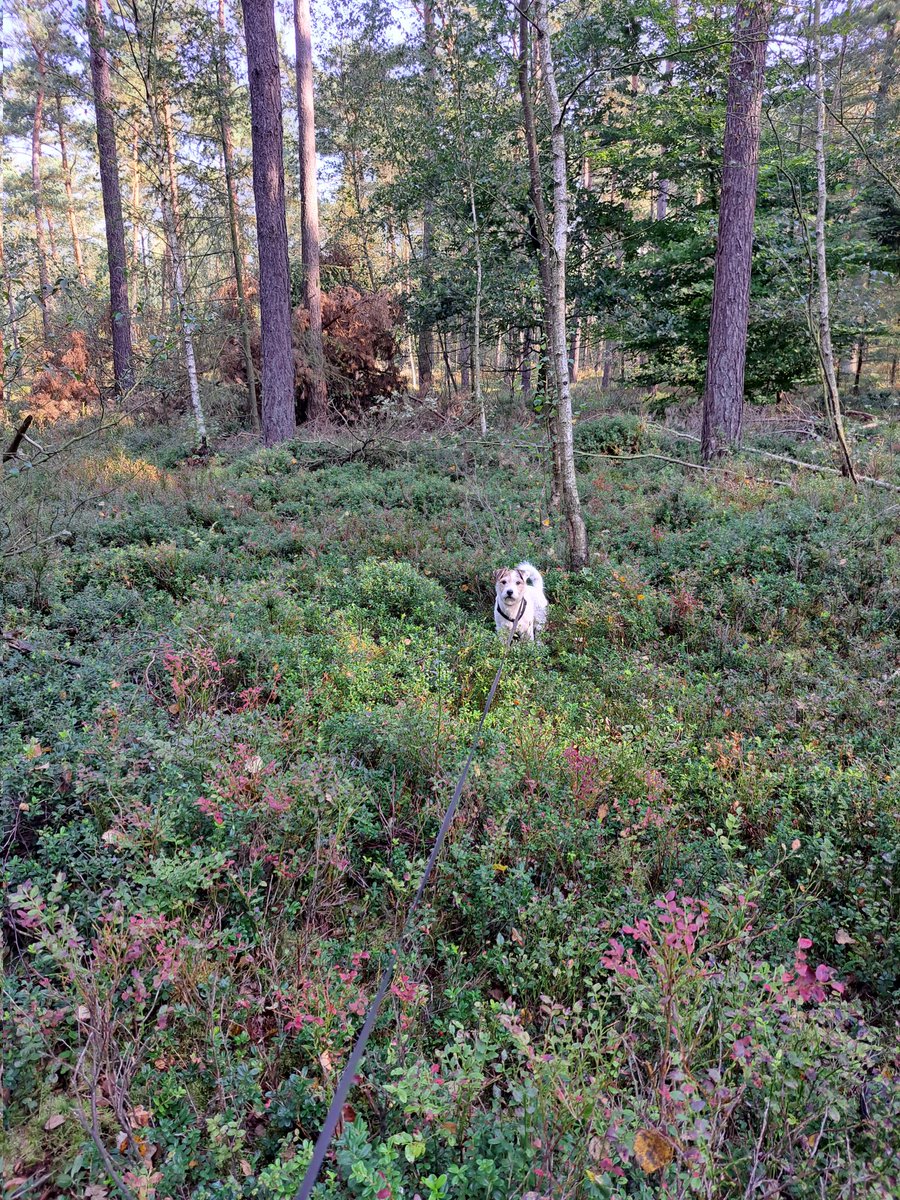 marjanna v.d. meulen tweet media