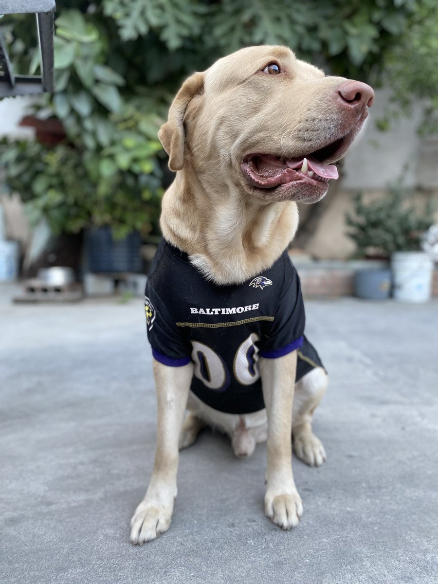 Kari_Cantu's tweet photo. @FOXSportsMX #foximpactoNFL π go Ravens #GOLamarJackson #goravens #RavensFlock
Cleto Lamar ππ€ fan#1 https://t.co/WCt8djp51N