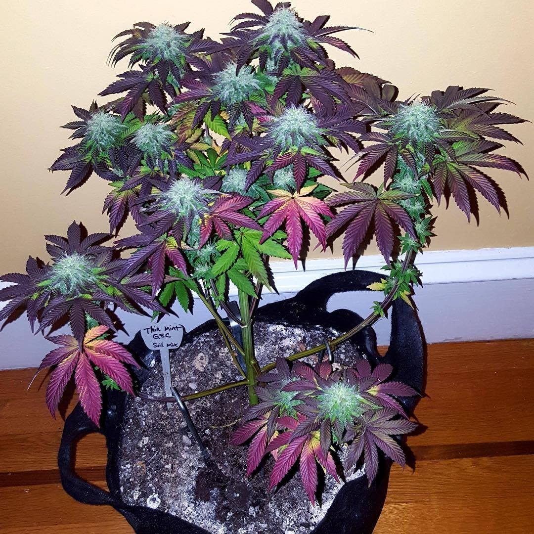 The green color (chlorophyll) fades at the end of the season.

This allows the plant's other colors (anthocyanins), yellows, oranges, and purples, to show.

🌿 GSC
📸 californiaweedblog 

#cannabiscommunity #cannabisculture #cannabisindustry