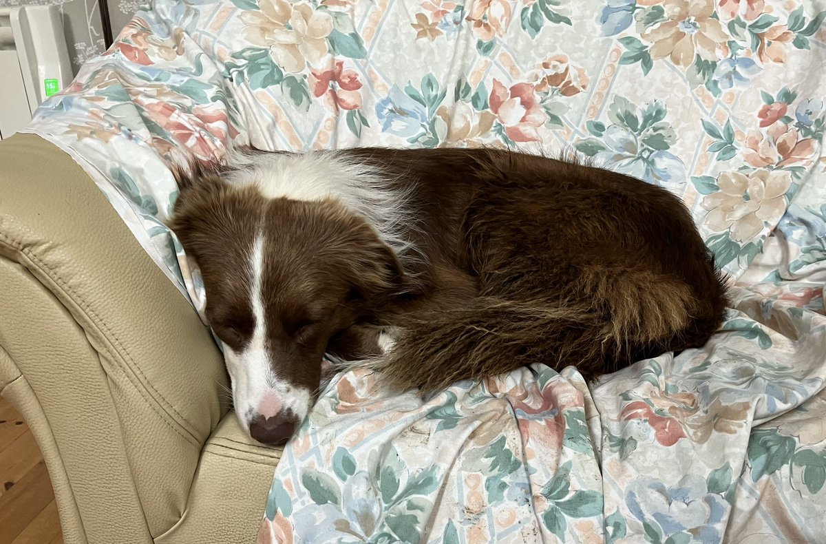 Hadfod16's tweet photo. Holidays are so tiring 💤💤🐾🐾🐕🐕@BCTGB https://t.co/grgiEi4uhF