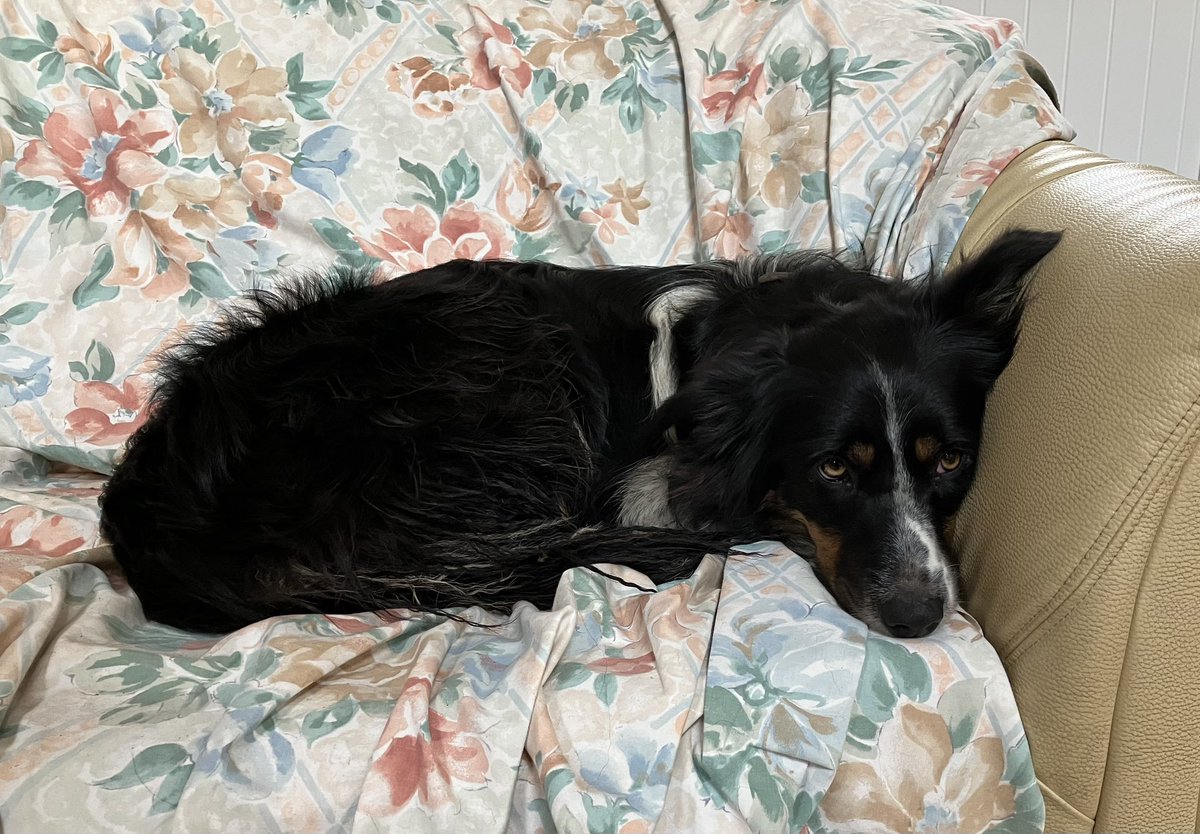 Hadfod16's tweet photo. Holidays are so tiring 💤💤🐾🐾🐕🐕@BCTGB https://t.co/grgiEi4uhF