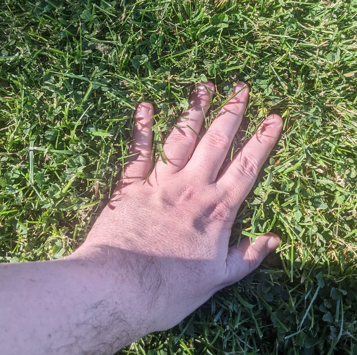 Arne the Derptato tweet media