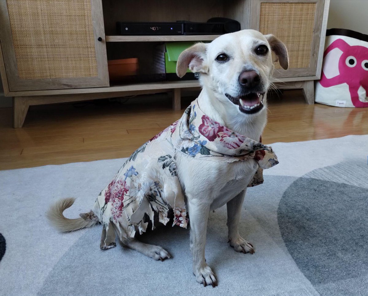 Hey 👋 pals! Happy fall! 🍂 🍁 It has been so lonely 🥺 in da house now dat my hoosisters are at school! 🏫 🎒 But today my hoosis made me a dress! 👗 Do you like it? 🧐 #DogsOfTwitter #BackToSchool #BethanyPup #FallWeather