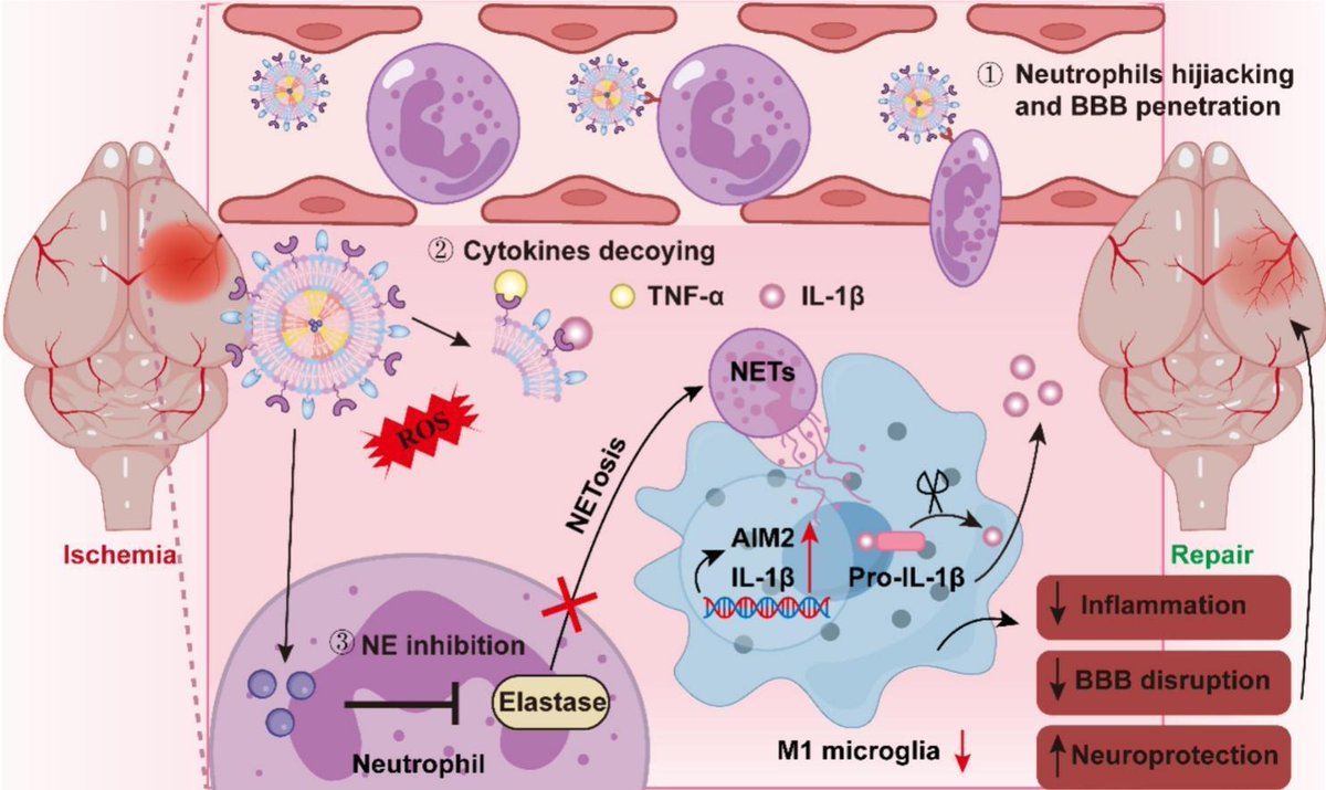 JCRnEDITORS's tweet photo. Elastase-targeting biomimic nanoplatform for neurovascular remodeling by inhibiting NETosis mediated AlM2 inflammasome activation in ischemic stroke.
| Huae Xu, Nanjing Medical Univ. |
#elastase #inflammasome #IschemicStroke
https://t.co/2rcAcyuAd8 https://t.co/7HW3skjS6T
