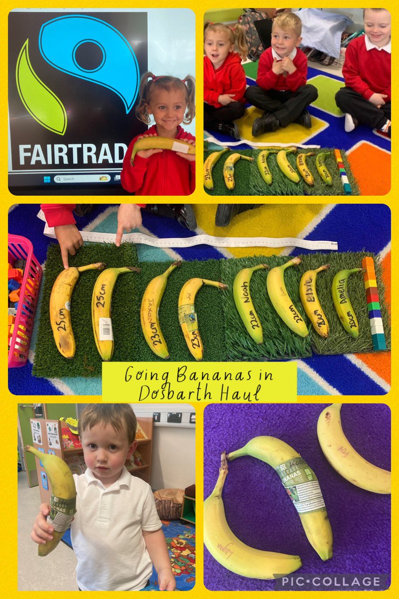 KidwellyYYC's tweet photo. Fun in Faitrade Fortnight at YYC… measuring the longest Fairtrade 🍌 bananas. On a serious note, getting the message across of the importance of buying Fairtrade! 
@EcoSchoolsWales @FTSirGar https://t.co/eX25Nvb9yT