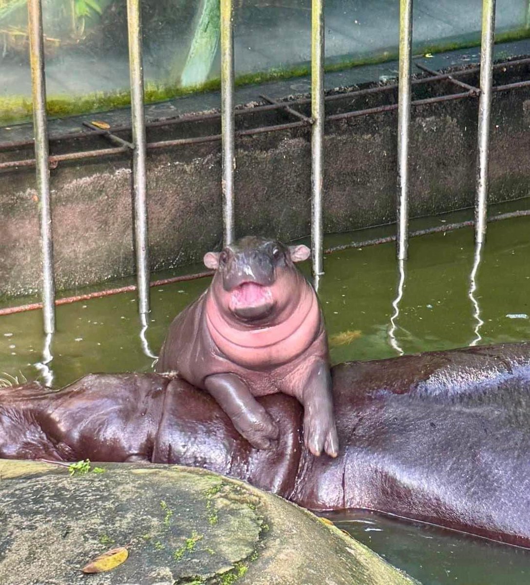 twaniimals's tweet image. Hii