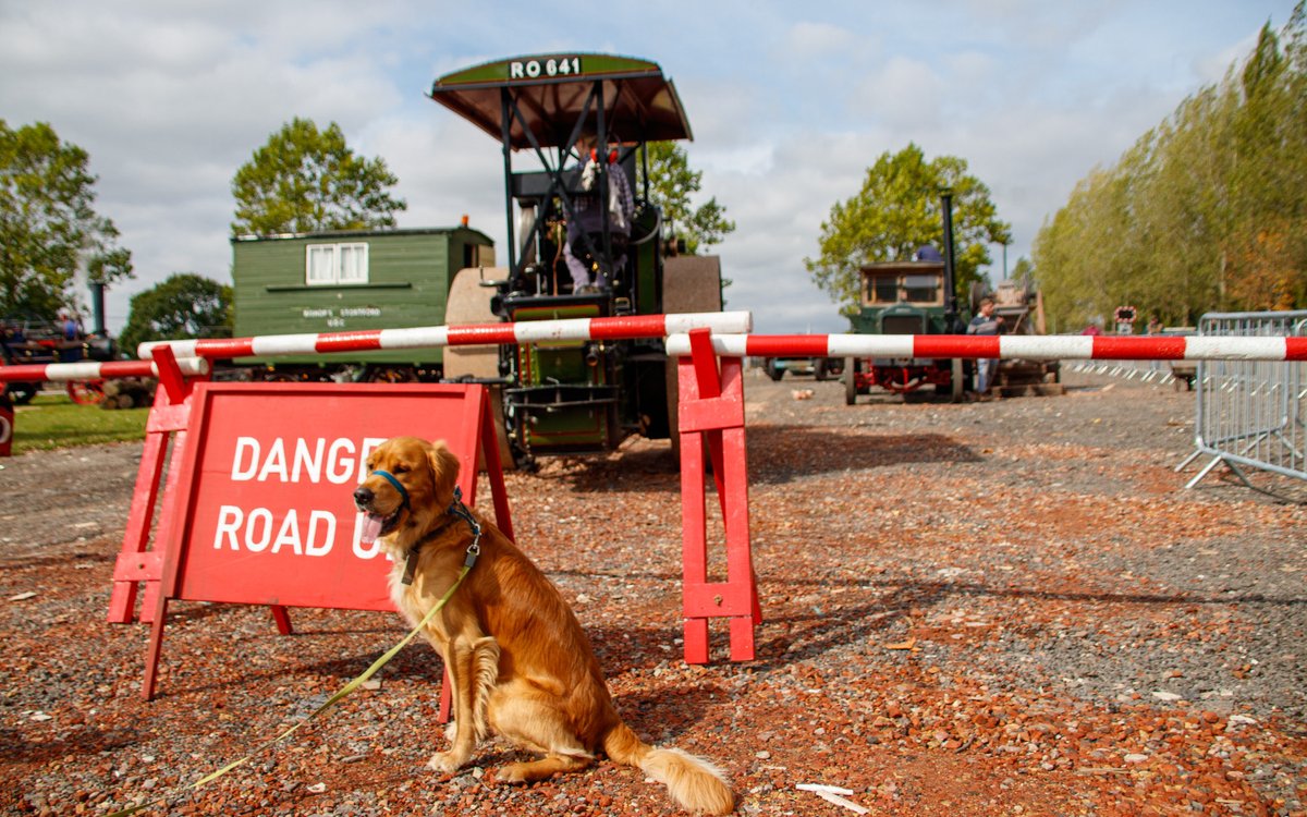 finredmoonshine's tweet image. Finlay #RedMoonshine watching the #steamrollers at work #SteamFair #SteamEngines #Statfold #RoadRailAle2024 #Danger #GoldenRetrievers redmoonshine.com