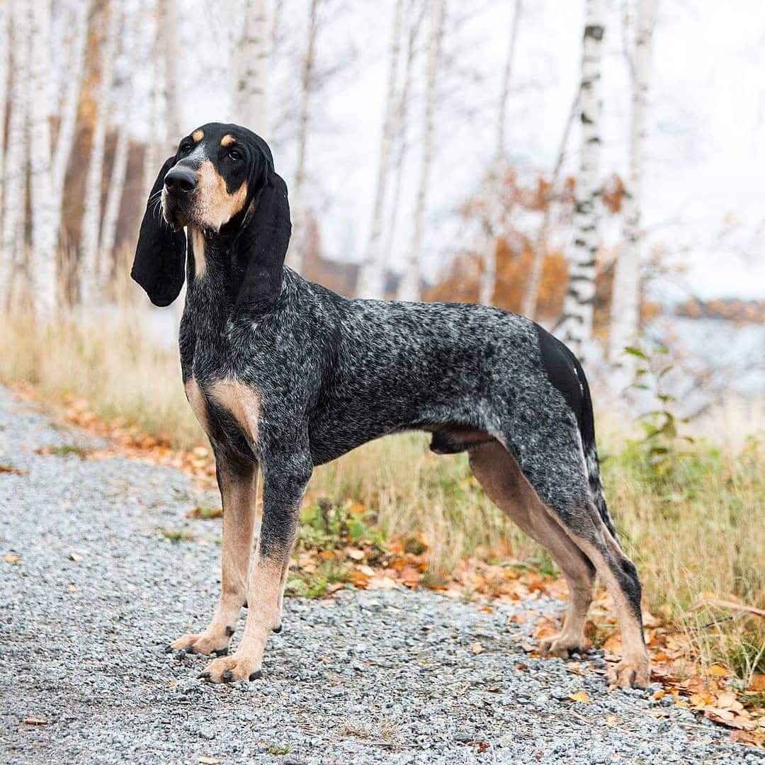 Aris Pedigree tweet media