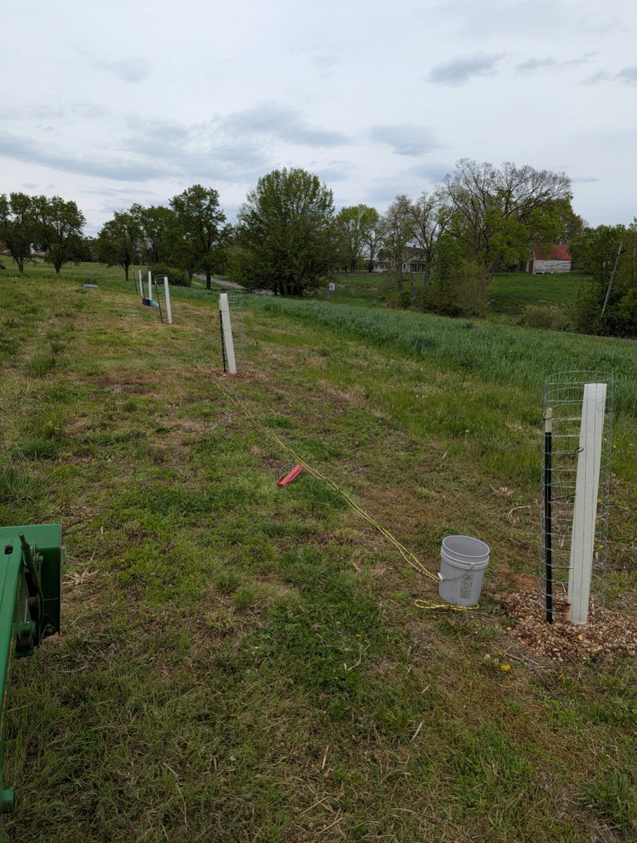 How I'm converting standard industrial cropland into a regenerative chestnut silvopasture system, a thread:
