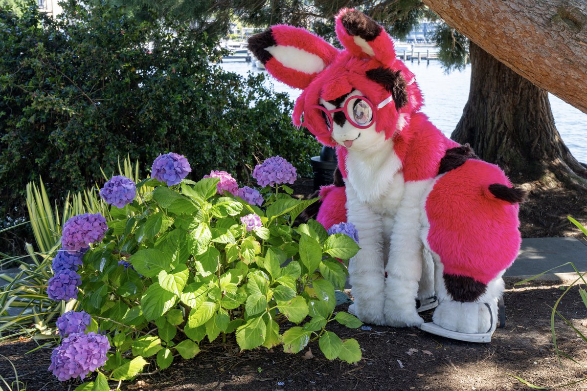 foraging! 🌼🐇

📸 <a href="/Viruleince/">Viru</a> 

#FursuitFriday