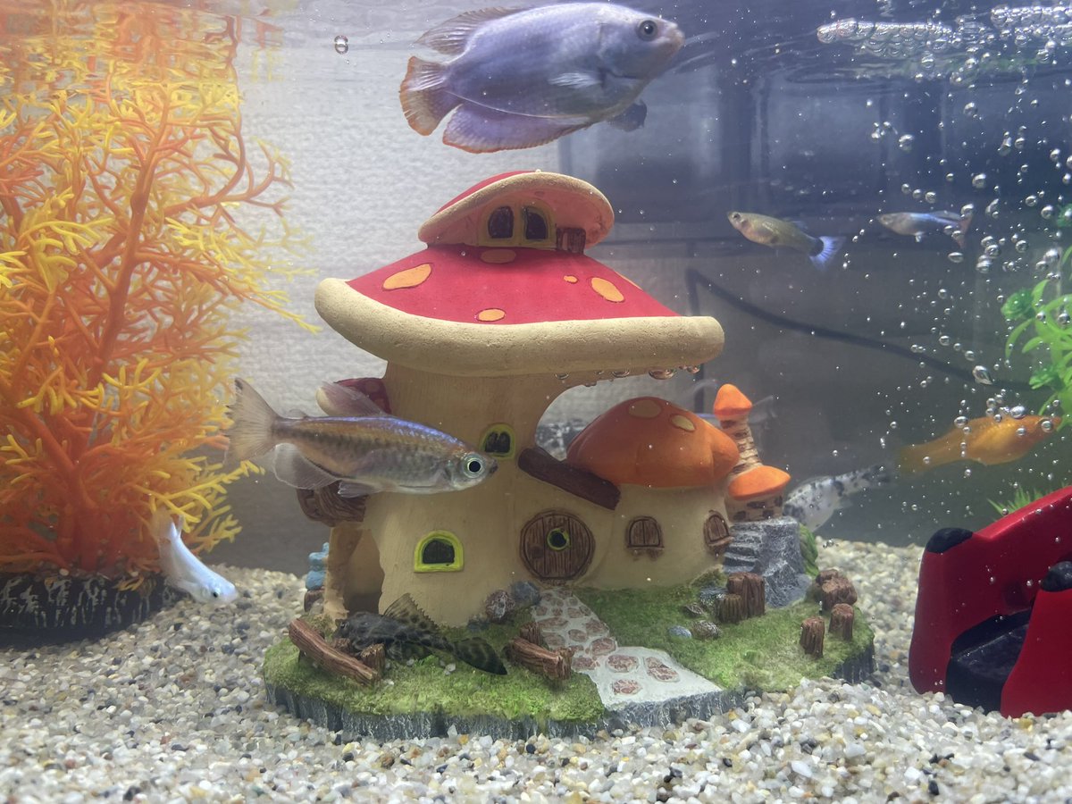 まさか魚を飼うとは()