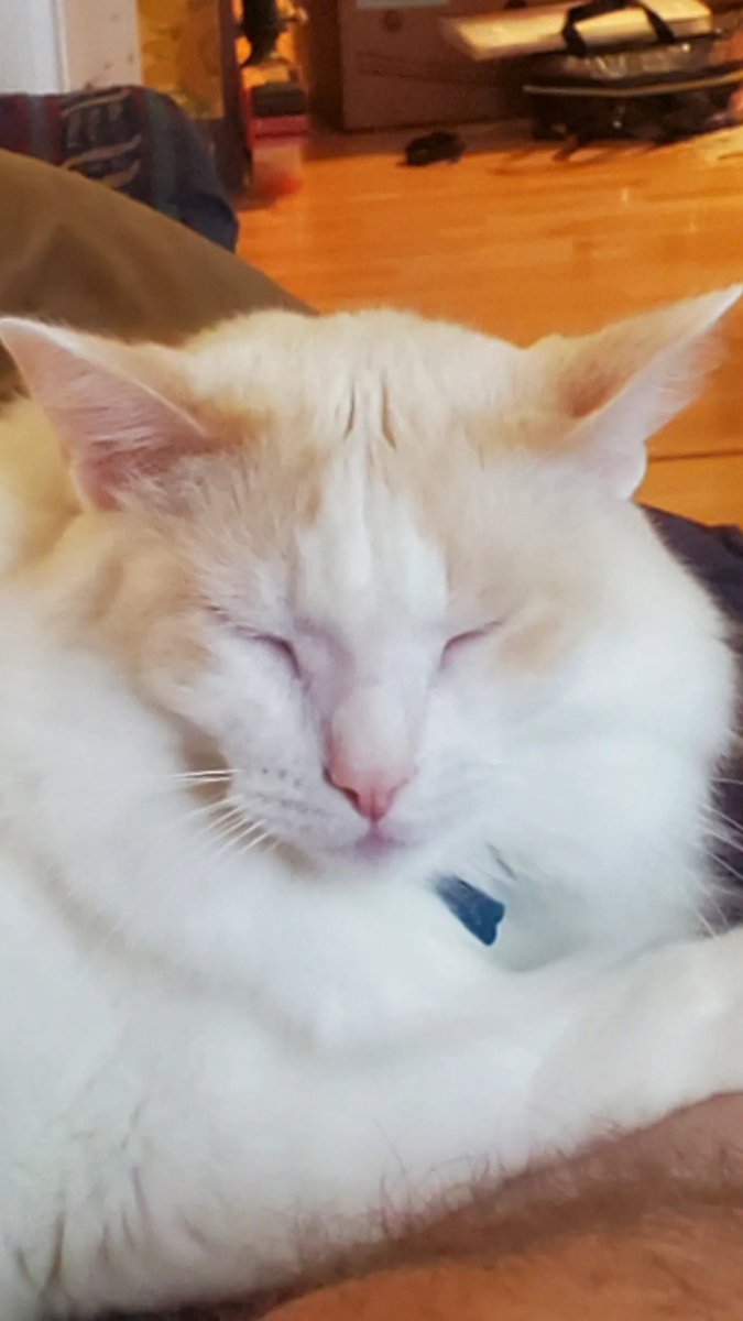 manaracc's tweet photo. @FarfaYGO His name is Aspen! He's around 3 years old now and what a handsome man!!! https://t.co/Bew8zyfgQT