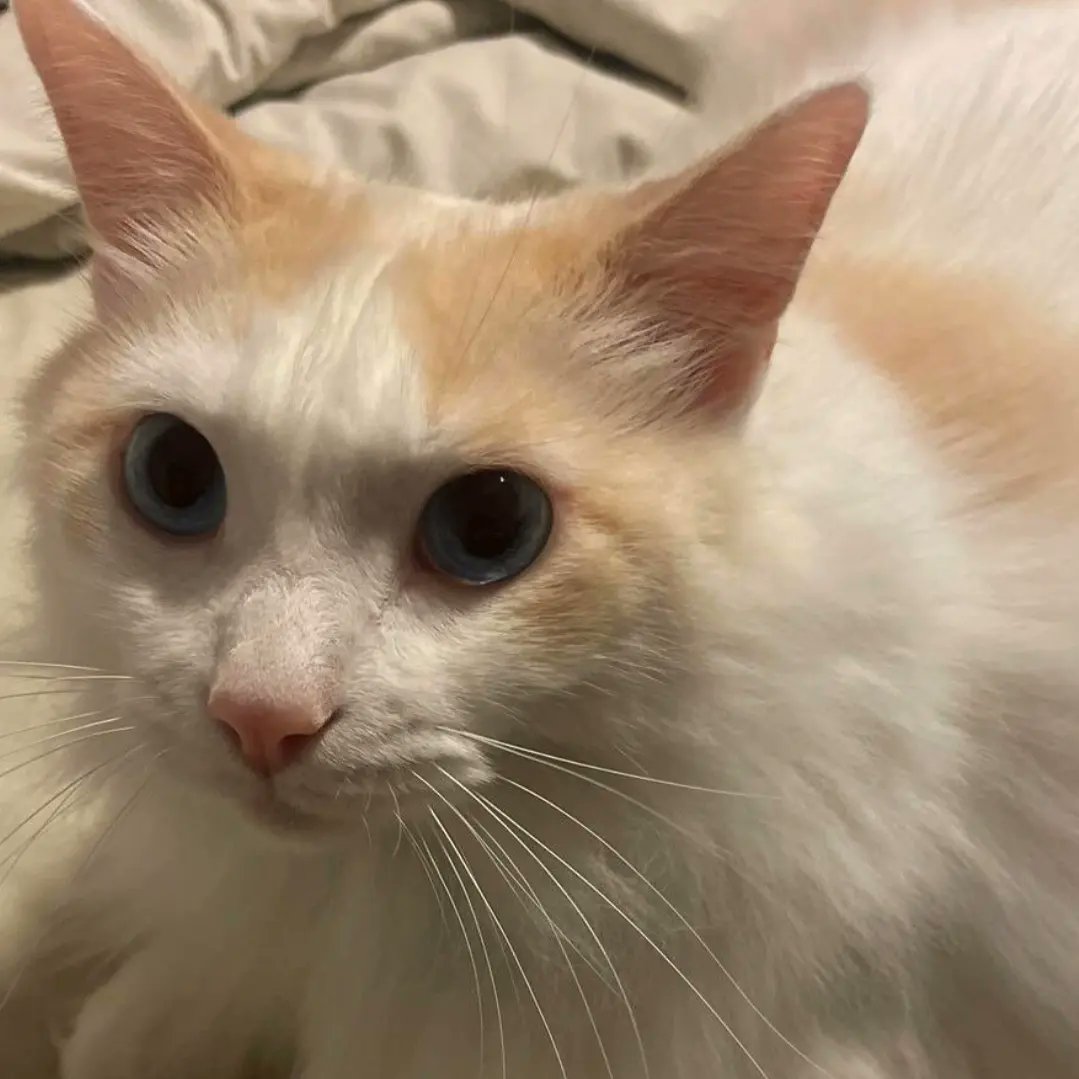 manaracc's tweet photo. @FarfaYGO His name is Aspen! He's around 3 years old now and what a handsome man!!! https://t.co/Bew8zyfgQT