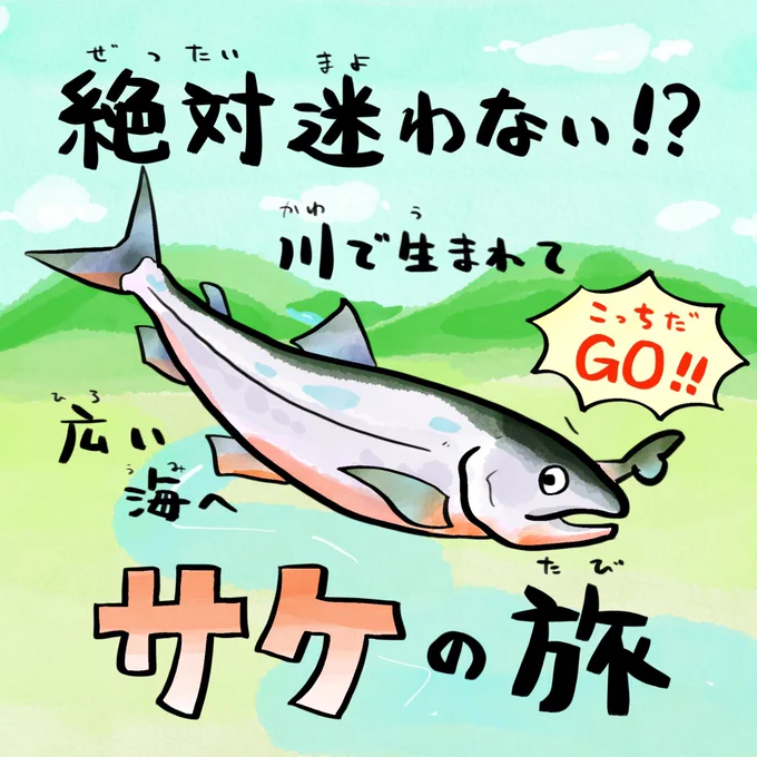 秋が旬のサケ、迷ったらクンクンする 