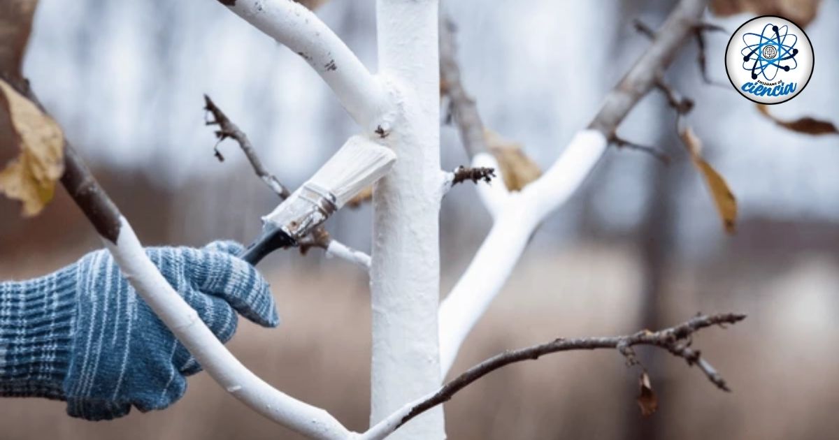 EnsedeCiencia's tweet photo. 🧐 ¿Quieres proteger tus árboles 🌳 de las molestas plagas 🐜🦟?
Esta es la temporada ideal para colocarles cal. 😱👇 https://t.co/ExFL4ZfpOd