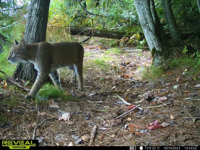 brad von blon tweet media