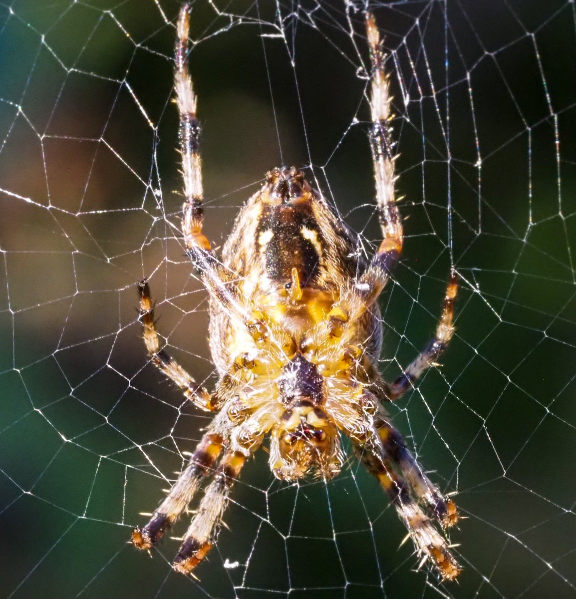 Raymond Cannon tweet media