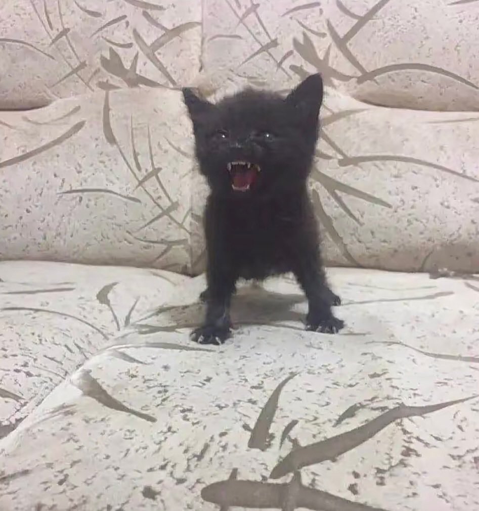 PunchingCat tweet picture