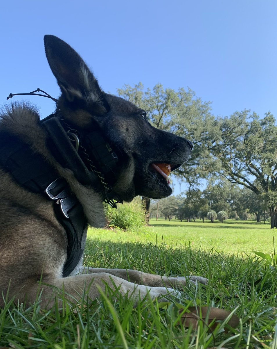 Meredith 💙🐾 tweet media