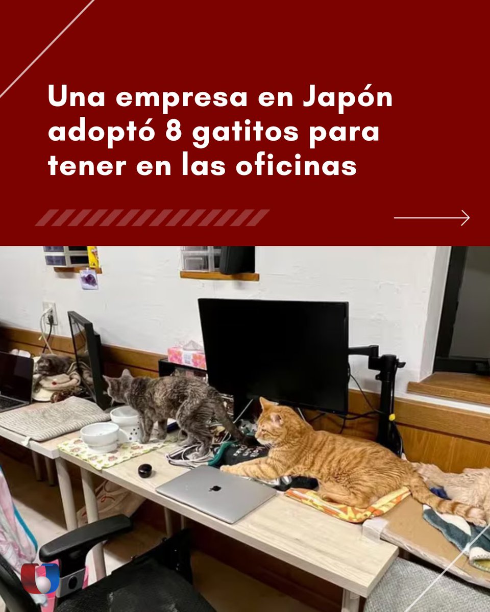 Unicanal's tweet image. El secreto de una oficina feliz 😺❤️

🇯🇵 Un empresa japonesa adoptó 8 gatitos para que vivan en sus oficinas y se vinculen diariamente con los empleados😺

👨‍🔬Está comprobado científicamente que acariciar un gato reduce los niveles de cortisol, la hormona del estrés.

😍🐈La…