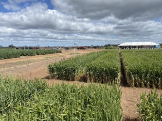 Pacific Seeds (@pacificseeds) on Twitter photo . <a href="/BreedersPlant/">LongReach Plant Breeders</a> LRPB Matador wheat looking the goods at the Irrigation Farmers Network field day Kerang. Compact canopy and lots of heads here. LRPB Technical Development Manager Colin Edmondson presented the latest updates on wheat varieties with lots of good discussion. #wheat . <a href="/BreedersPlant/">LongReach Plant Breeders</a> LRPB Matador wheat looking the goods at the Irrigation Farmers Network field day Kerang. Compact canopy and lots of heads here. LRPB Technical Development Manager Colin Edmondson presented the latest updates on wheat varieties with lots of good discussion. #wheat