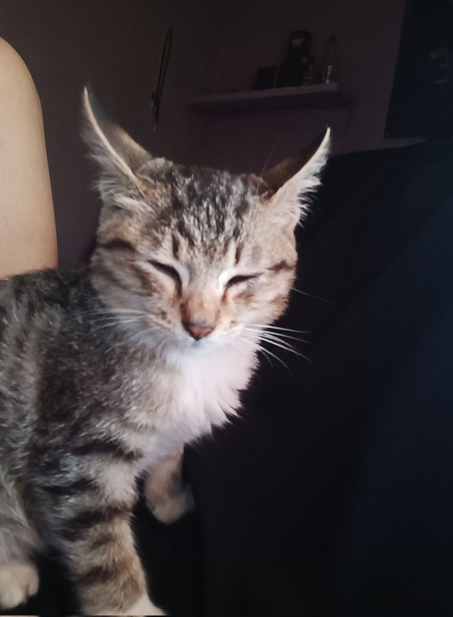 laudyzaddy's tweet photo. sleepy weekday https://t.co/eN0rhbobo8