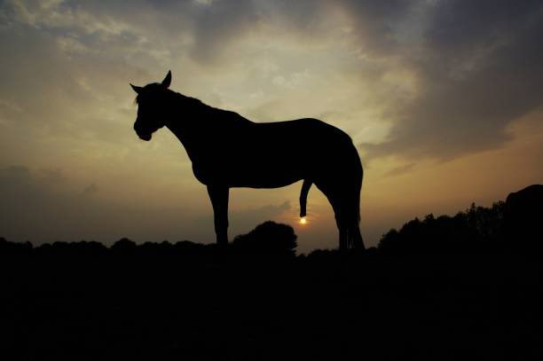 New Eden Stables tweet media