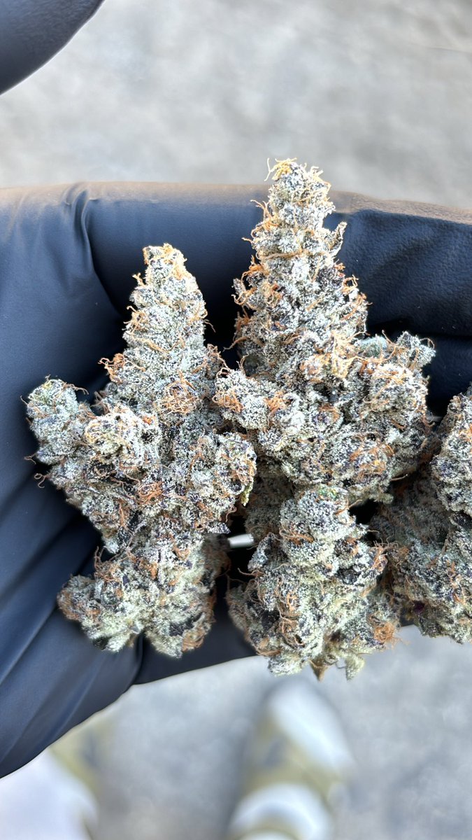WCCcanna's tweet image. #Greasefire (Greasebucket x Gassy Taffy) this cut was bred by Symbiotic Genetics. It’s sweet and gassy makes great dry flower and hash.